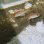画像3: 《近海産海水魚》【ウルトラレア個体】キンメダマシの幼魚(1匹)…ハンドコート採取 (3)