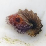 《近海産甲殻類》☆☆タコブネ(画像の個体です)…ハンドコート採取