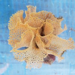 画像1: 《近海産海洋生物》ミサキアミコケムシ…ハンドコート採取