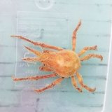 《近海産甲殻類》ツノガニ（フリー個体）…ハンドコート採取