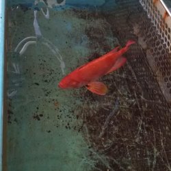 画像3: 《近海産海水魚》ミナミキントキ（Lサイズ）２５…ハンドコート採取