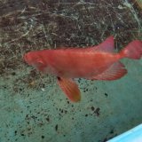 《近海産海水魚》ミナミキントキ（Lサイズ）２５…ハンドコート採取