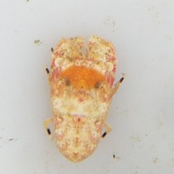 画像5: 《近海産甲殻類》☆★激レアサイズ★☆セミエビの仲間の1種（未同定）画像の個体です…ハンドコート採取