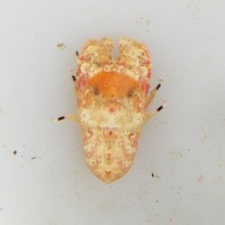 画像2: 《近海産甲殻類》☆★激レアサイズ★☆セミエビの仲間の1種（未同定）画像の個体です…ハンドコート採取