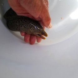 画像11: 《近海産海水魚》【美模様】ワカウツボ…ハンドコート採取