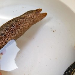 画像12: 《近海産海水魚》【美模様】ワカウツボ…ハンドコート採取