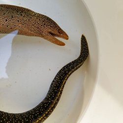 画像10: 《近海産海水魚》【美模様】ワカウツボ…ハンドコート採取