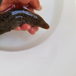 画像9: 《近海産海水魚》【美模様】ワカウツボ…ハンドコート採取