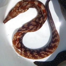 画像5: 《近海産海水魚》ウツボ科の1種（未同定）…ハンドコート採取