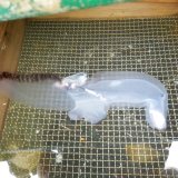 《近海産海洋生物》ゾウクラゲ…ハンドコート採取