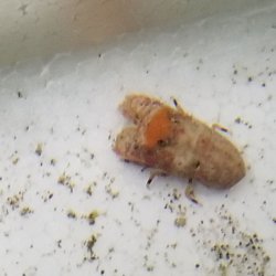 画像9: 《近海産甲殻類》☆★激レアサイズ★☆セミエビの仲間の1種（未同定）画像の個体です…ハンドコート採取