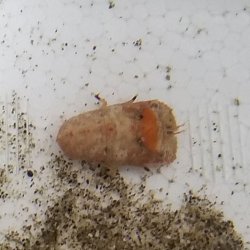 画像8: 《近海産甲殻類》☆★激レアサイズ★☆セミエビの仲間の1種（未同定）画像の個体です…ハンドコート採取