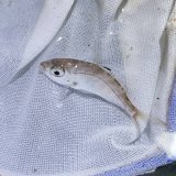《近海産海水魚》クロサギ幼魚…当店ハンドコート採取
