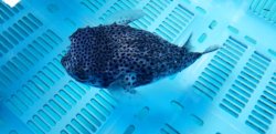 画像7: 《近海産海水魚》☆★☆イシガキフグのカラーバリエーション（青化）…ハンドコート採取