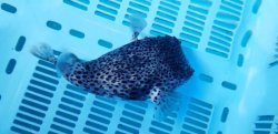 画像8: 《近海産海水魚》☆★☆イシガキフグのカラーバリエーション（青化）…ハンドコート採取