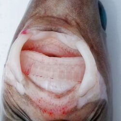 画像13: 《外洋性深海魚》【激レア】☆★☆冷凍ダルマザメ1匹（43センチ前後）