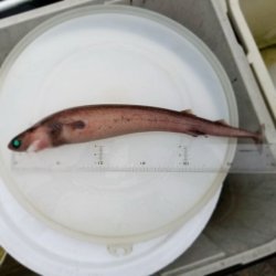 画像6: 《外洋性深海魚》【激レア】☆★☆冷凍ダルマザメ1匹（43センチ前後）