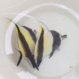 《近海産海水魚》ツノダシ（SMサイズ）2匹（天然ペアー？）・・ハンドコート採取