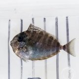 《近海産海水魚》テングハギ属の幼魚（未同定）…ハンドコート個体