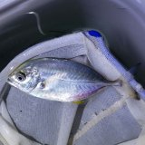 《近海産海水魚》カスミアジ　幼魚(1匹)・・当店ハンドコート採取