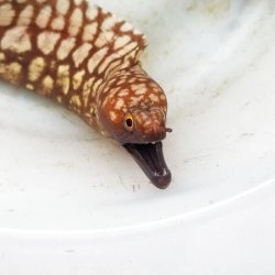 画像3: 《近海産海水魚》☆★激美模様のユリウツボ…近海ハンドコート採取