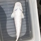 《近海産海水魚》【珍種】シロコバン（Ｓサイズ）…ハンドコート採取