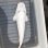 画像1: 《近海産海水魚》【珍種】シロコバン（Ｓサイズ）…ハンドコート採取 (1)