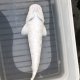 《近海産海水魚》【稀種】シロコバン（Mサイズ）…ハンドコート採取