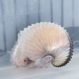 《近海産甲殻類》アオイガイ(Mサイズ)…ハンドコート採取