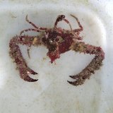 《近海産甲殻類》ツノダシヒシガニ（画像の個体です）