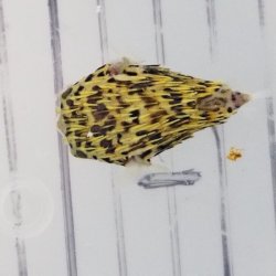 画像6: 《近海産海水魚》☆★☆外洋捕獲ハリセンボン科の幼魚（ハリセンボン？）（画像の個体です）…ハンドコート採取