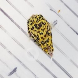 画像3: 《近海産海水魚》☆★☆外洋捕獲ハリセンボン科の幼魚（ハリセンボン？）（画像の個体です）…ハンドコート採取