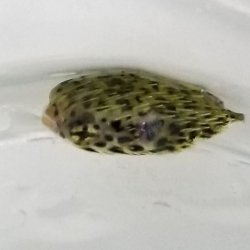 画像7: 《近海産海水魚》☆★☆外洋捕獲ハリセンボン科の幼魚（ハリセンボン？）（画像の個体です）…ハンドコート採取