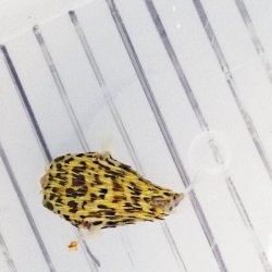 画像4: 《近海産海水魚》☆★☆外洋捕獲ハリセンボン科の幼魚（ハリセンボン？）（画像の個体です）…ハンドコート採取