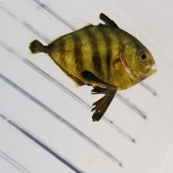 画像3: 《近海産海水魚》ヨロイアジ属の幼魚（画像の個体です）同定未定個体…ハンドコート採取