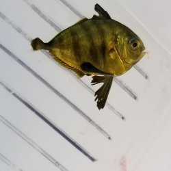 画像2: 《近海産海水魚》ヨロイアジ属の幼魚（画像の個体です）同定未定個体…ハンドコート採取