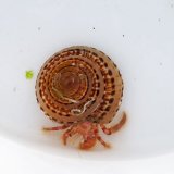 《近海産甲殻類》イシダタミヤドカリ・・・画像の宿殻です