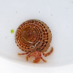 画像1: 《近海産甲殻類》イシダタミヤドカリ・・・画像の宿殻です