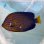 画像7: 《近海産海水魚》☆★強ブルー★☆キンチャクダイ（状態極）…近海ハンドコート採取…海上生け簀約3ヵ月蓄養個体