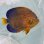 画像3: 《近海産海水魚》★☆キンチャクダイ（状態極）ブルーラインが多くおススメ！…近海ハンドコート採取…海上生け簀約3ヵ月蓄養個体 (3)