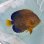 画像1: 《近海産海水魚》★☆キンチャクダイ（状態極）ブルーラインが多くおススメ！…近海ハンドコート採取…海上生け簀約3ヵ月蓄養個体 (1)