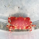 《近海産甲殻類》ヒメベニオウギガニ（1匹）…当店ハンドコート採取