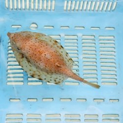 画像3: 《近海産海水魚》ウミスズメ（Ｍサイズ）丸形…ハンドコート採取