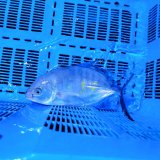 《近海産海水魚》ナンヨウカイワリ（着死保障無個体）…ハンドコート採取