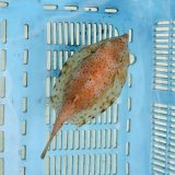 《近海産海水魚》ウミスズメ（Ｍサイズ）丸形…ハンドコート採取