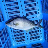 《近海産海水魚》【レア種】ヒレナガカンパチ…近海ハンドコート採取