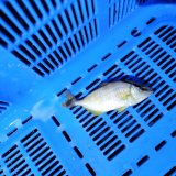 《近海産海水魚》【レア種】ヒレナガカンパチ幼魚(画像の個体です)…近海ハンドコート採取