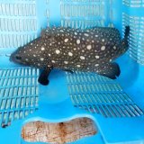 《近海産海水魚》ハクテンハタ　(Lサイズ)…ハンドコート採取