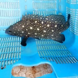 画像1: 《近海産海水魚》ハクテンハタ　(Lサイズ)…ハンドコート採取