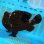 画像6: 《近海産海水魚》☆★☆オオモンカエルアンコウ（黒系のXLサイズのフリー個体）…スーパーセール中の商品！！